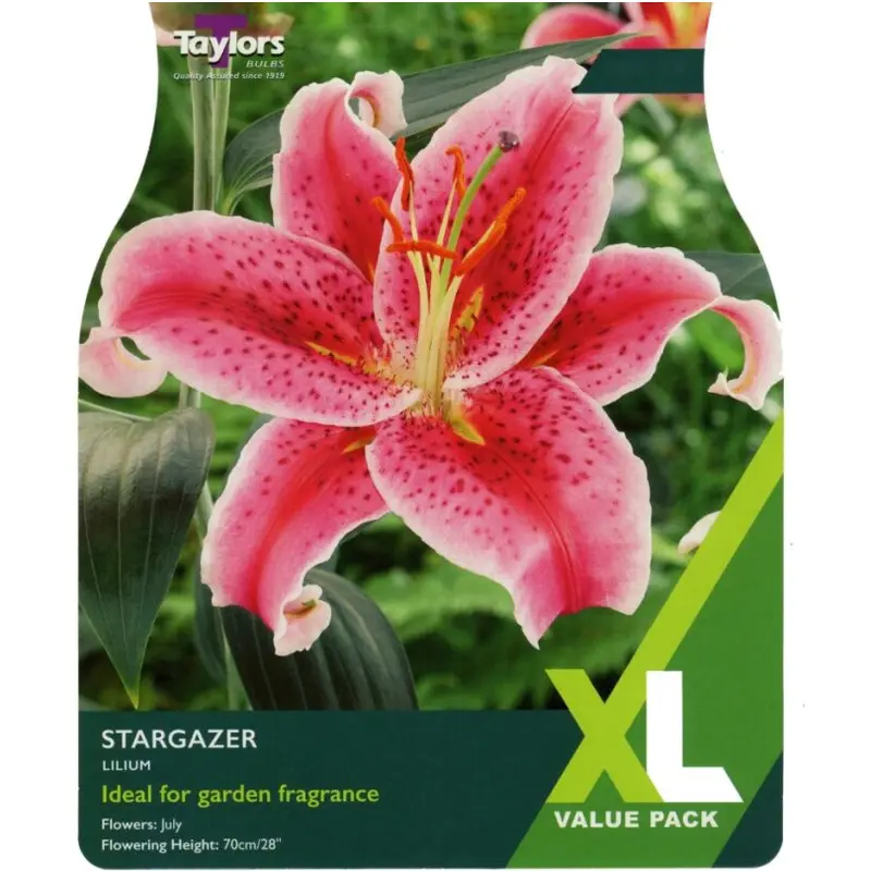 XL Value Lilium Stargazer
