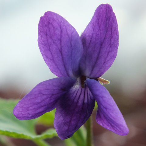 The Czar Odorata Violet
