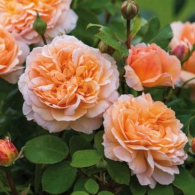 The Lady Gardener (Ausbrass) - David Austin English Rose