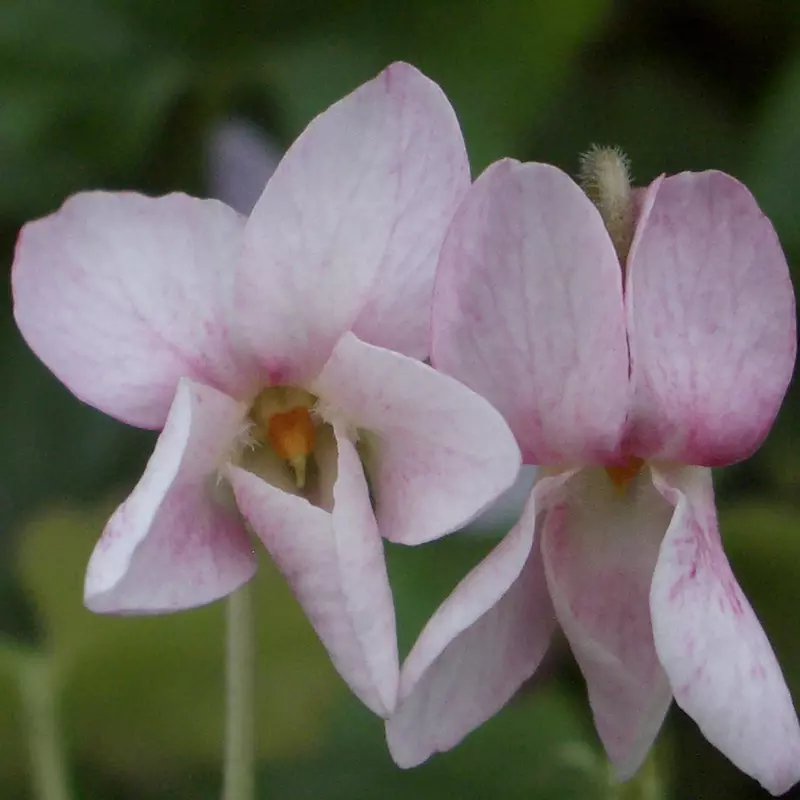 Titania odorata Violet