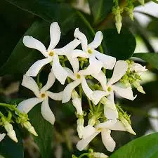 Trachelospermum Jasminoides