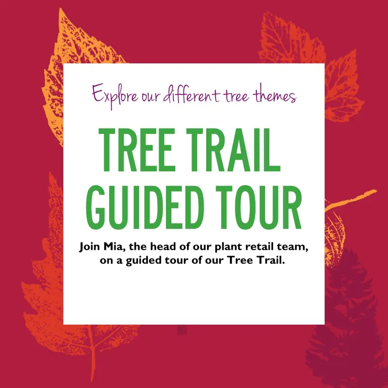 Tree Trail Guided Tour 19 Sep