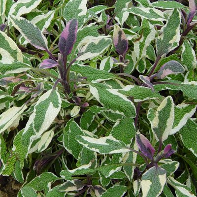 Tricolour Sage Herb 1L