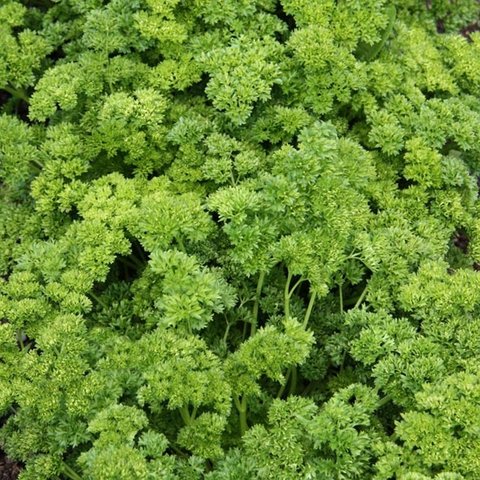 Triple curled Parsley Herb 12cm