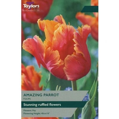 Taylors Tulip Amazing Parrot