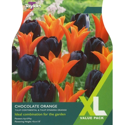 Taylors XL Tulip Chocolate Orange
