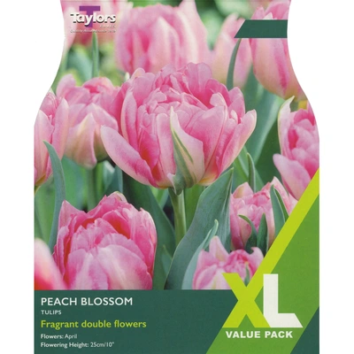 Taylors XL Tulip Peach Blossom