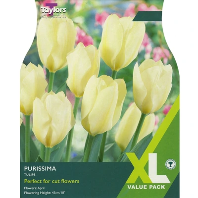 Taylors XL Tulip Purissima