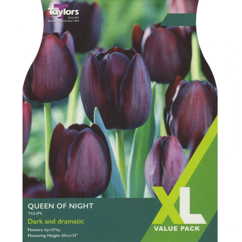 Taylors XL Tulip Queen Of Night