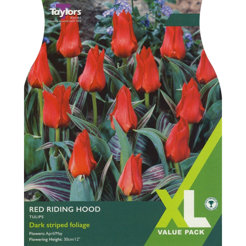 Taylors XL Tulip Red Riding Hood