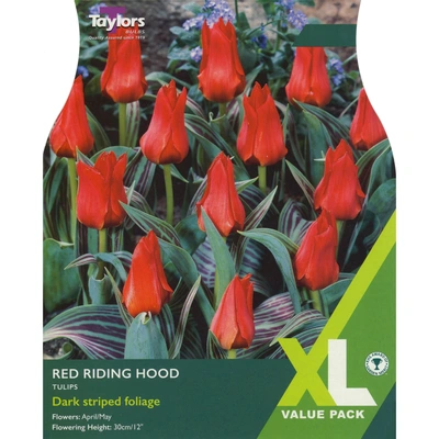 Taylors XL Tulip Red Riding Hood
