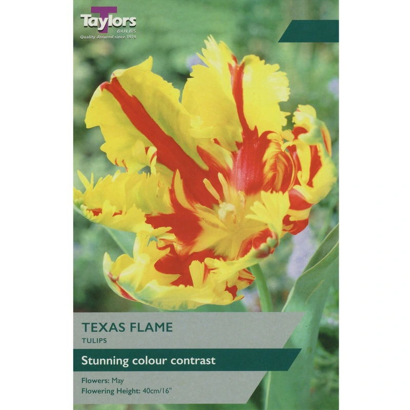 Taylors Tulip Texas Flame