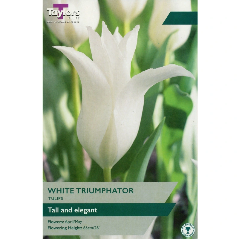 Taylors Tulip White Triumphator