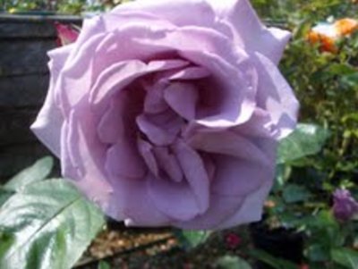 Twice In A Blue Moon Hybrid Tea Bush Rose