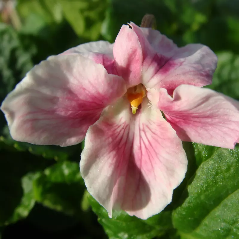 Valentre odorata Violet