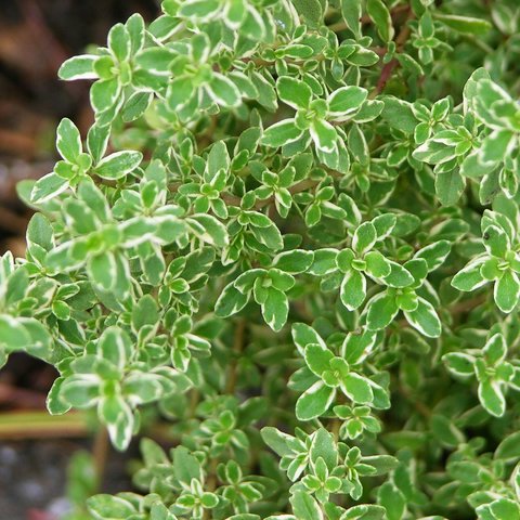 Variegated Lemon Thyme Herb 12cm