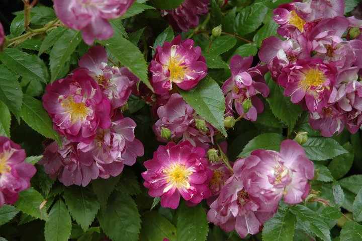 Veichenblau AGM Rambling Rose