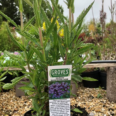 Verbena bonariensis