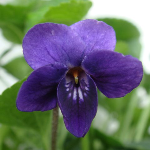 Victoria Regina Odorata Violet