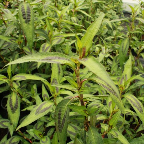 Vietnamese Coriander Herb 12cm