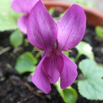 Vin D'andre Thorp odorata Violet