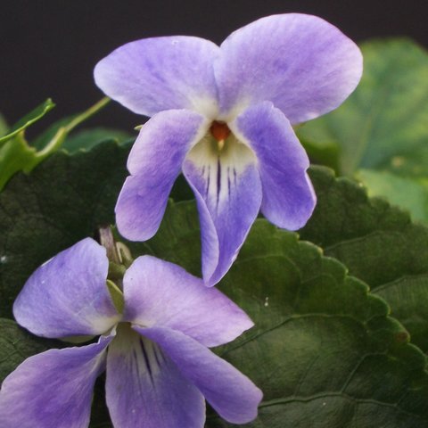 Viola jaubertiana
