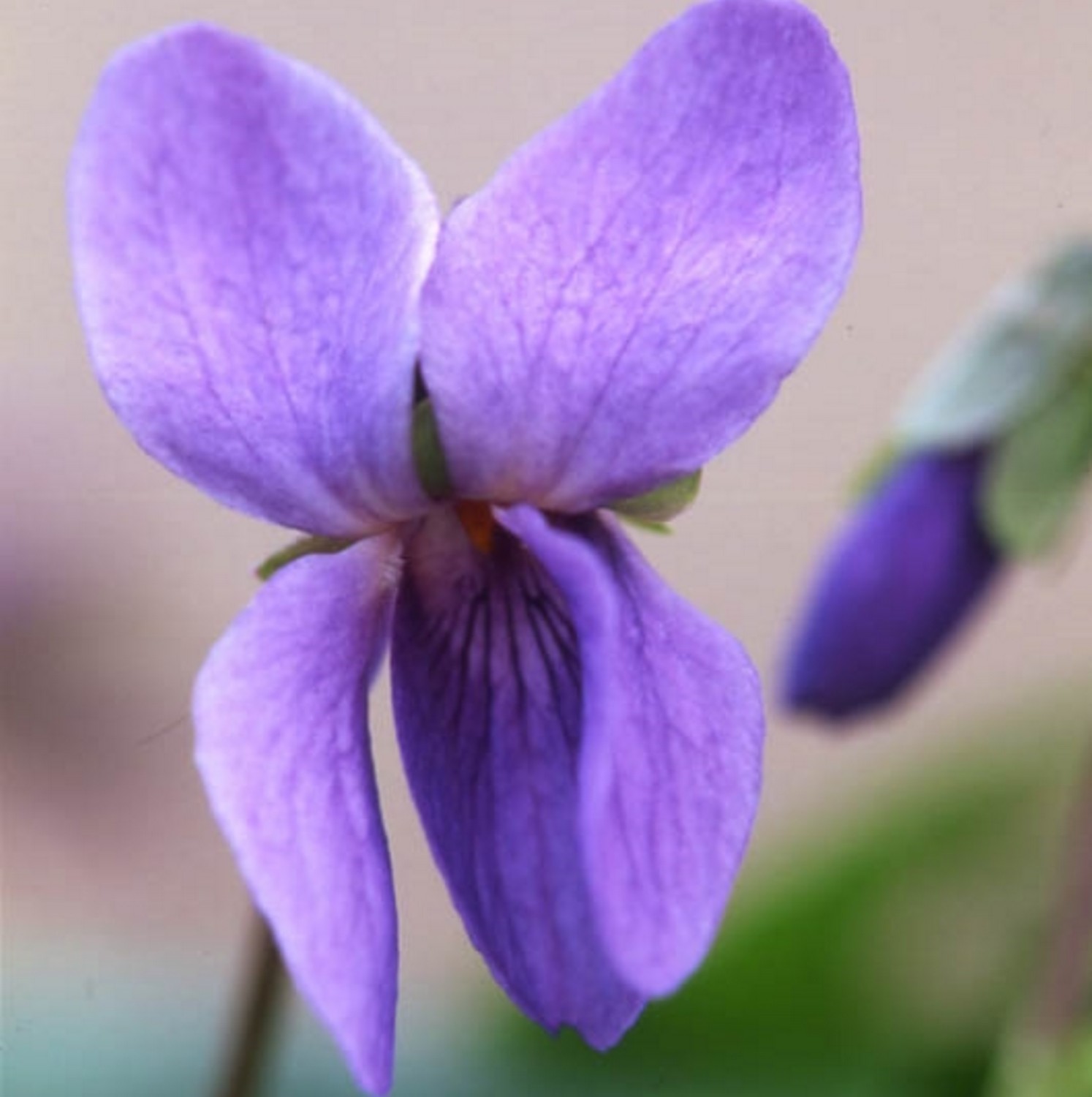 odorata Native Violet Seed - Groves Nurseries & Garden Centre