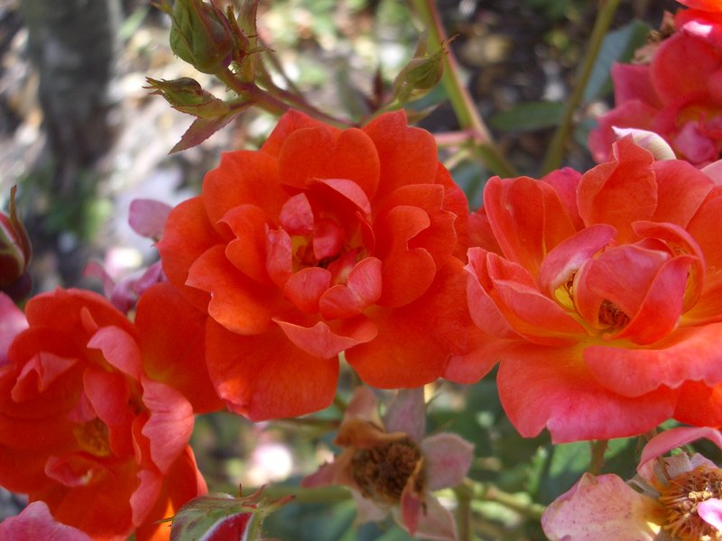 Warm Welcome Patio Climbing Rose