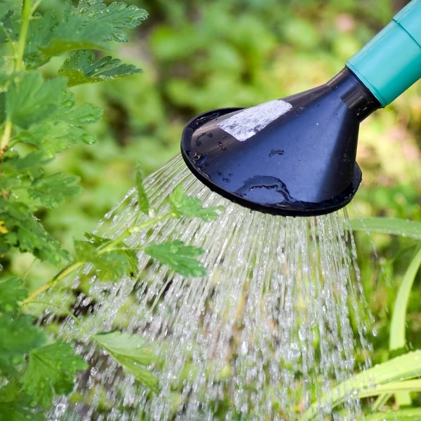 Watering