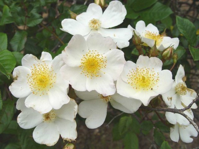 Wedding Day Rambling Rose