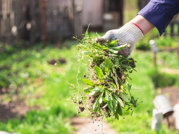 Weed, Pest & Disease Control