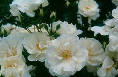 White Flower Carpet Ground Cover Rose