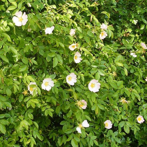 White Ramanus Rose/ Rosa rugosa ‘Alba’