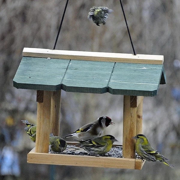 Wildlife Homes & Accessories