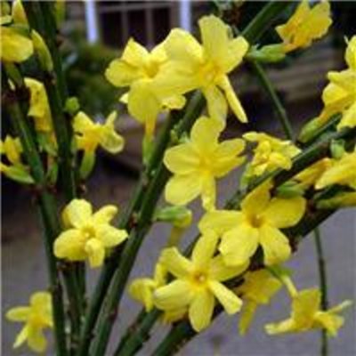 Winter Jasmine