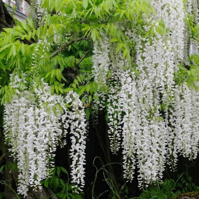 Wisteria Floribunda Alba