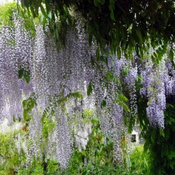 Wisteria Floribunda Macrobotrys