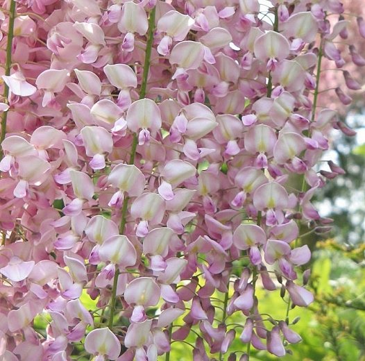 Wisteria Floribunda Rosea