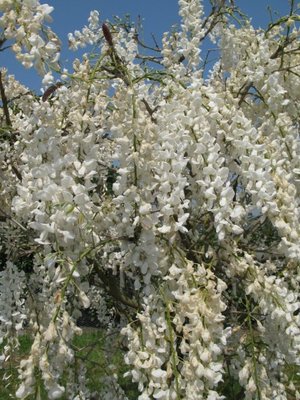 Wisteria Sinensis Alba