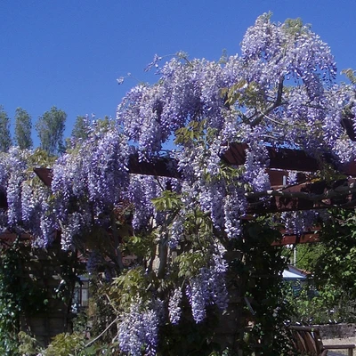 Wisteria Sinensis Prolific