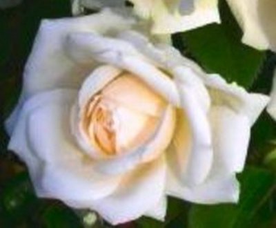 Your Wedding Day Floribunda Rose